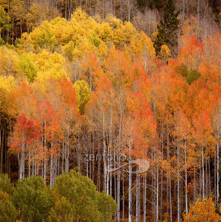 Durango Aspen